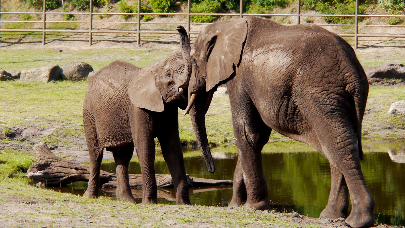 19-Serengeti-Safari (Elefant)