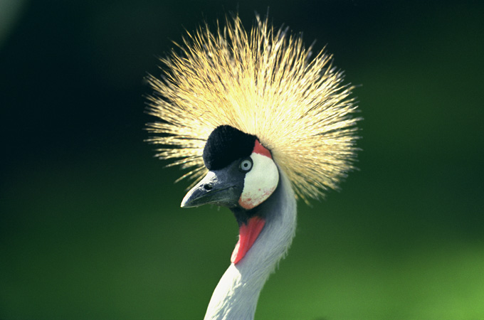 Vogel1