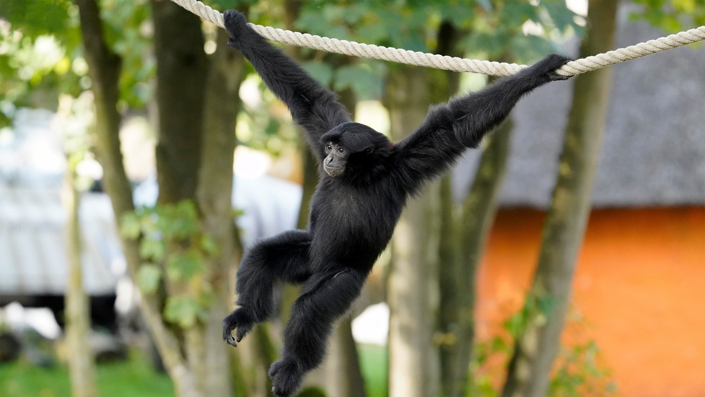 12 Dschungel-Safari (Siamang)