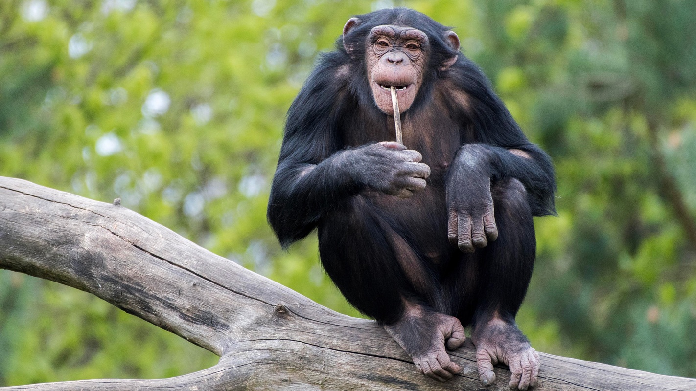 08 Dschungel-Safari (Schimpanse)