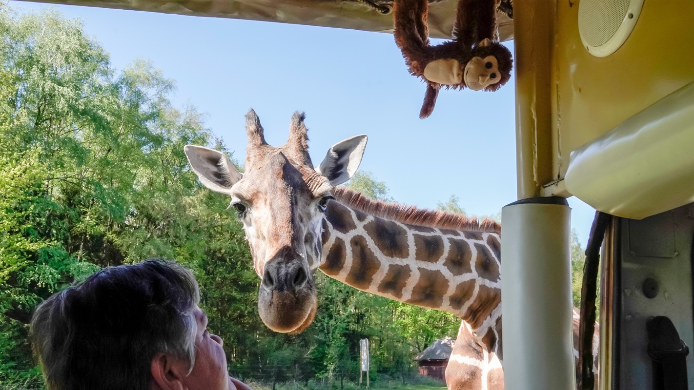 05-Serengeti-Safari (VIP-Jeep-Tour)