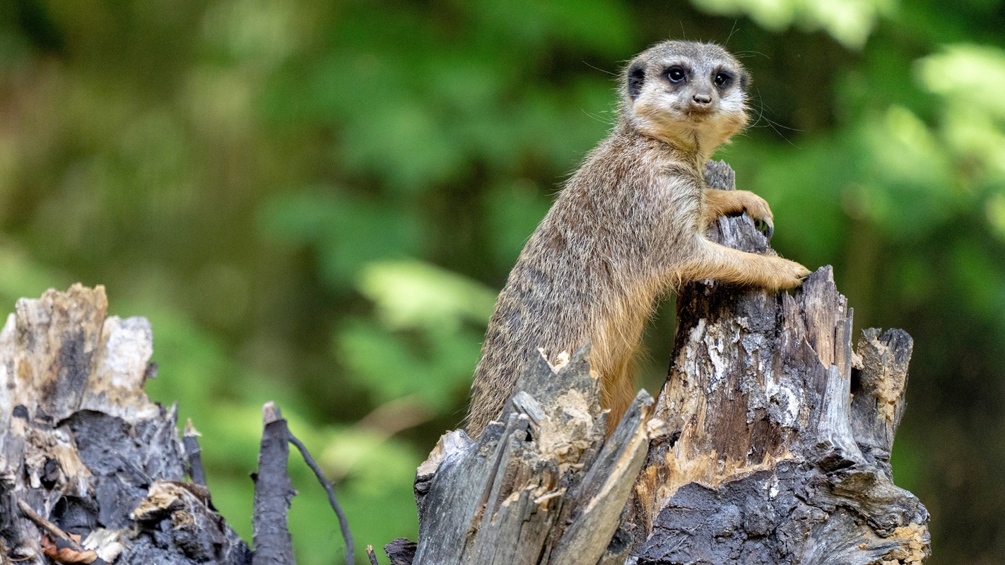 23 Dschungel-Safari (Erdmaennchen)