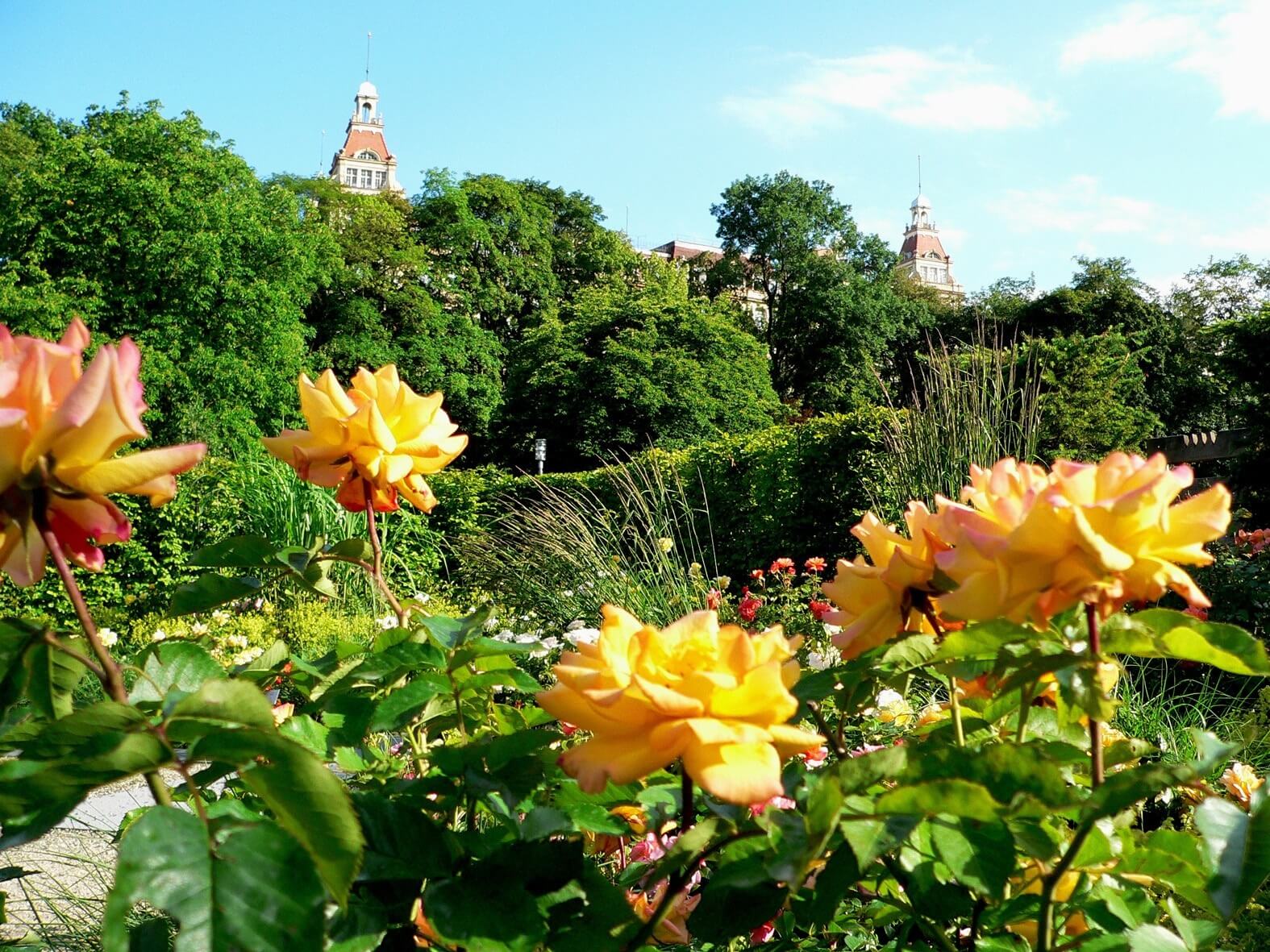 Bad-Wildungen-GoldenGartenRosen-c-Staatsbad_Bad_Wildungen