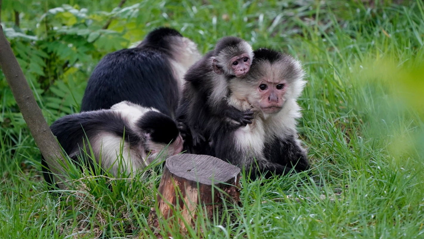 17 Dschungel-Safari (Weissschulterkapuziner)